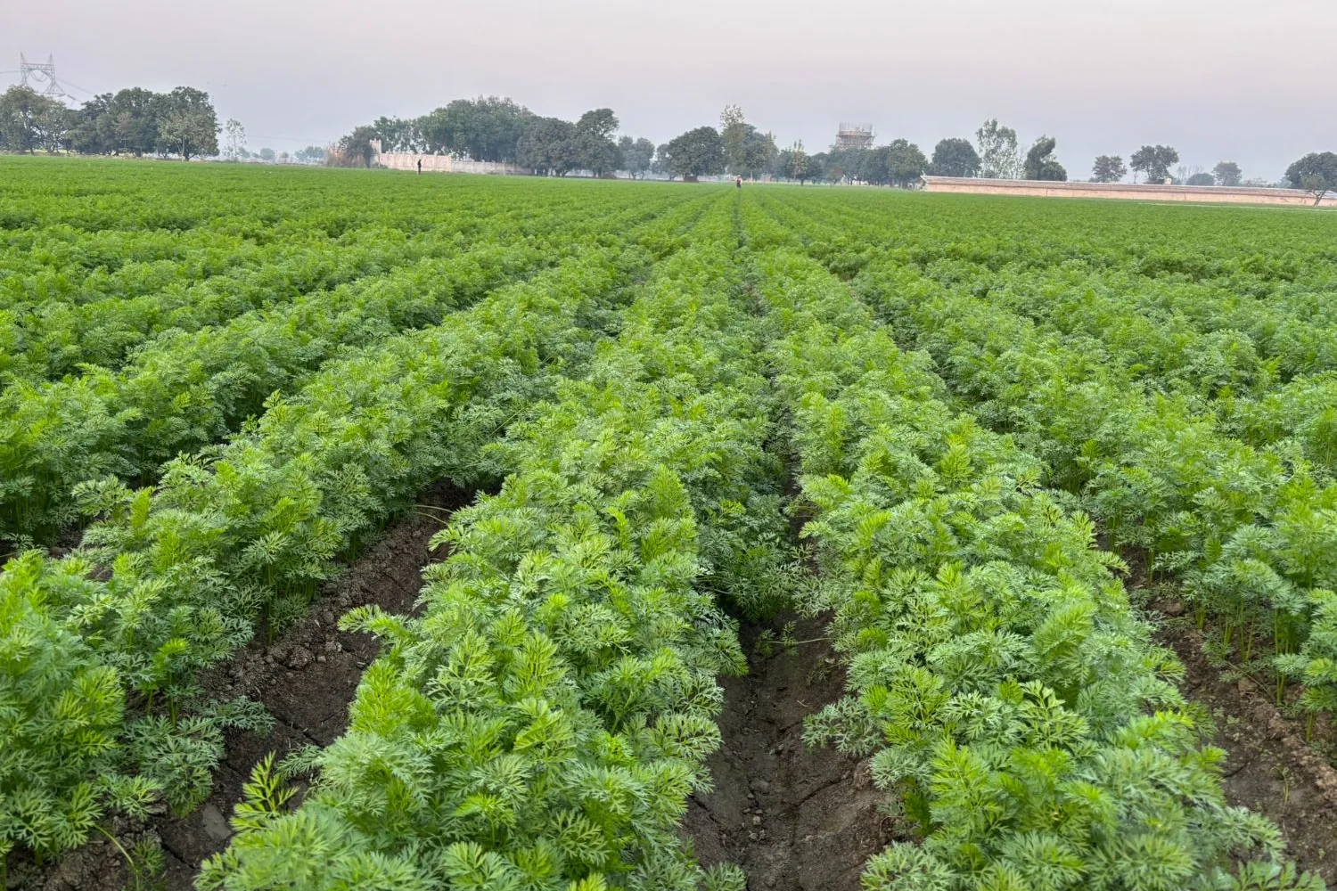 Carrot crop on laser-levelled raised beds, rows running to the horizon at Sikandrabad