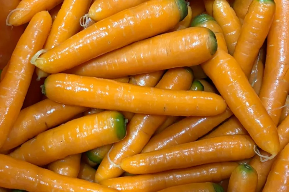 Washed and polished fresh Nantes carrots in a packhouse crate